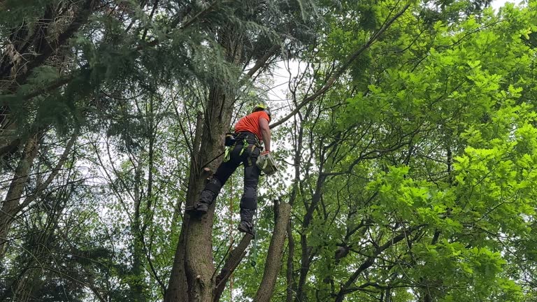 Best Fruit Tree Pruning  in Parkway, CA