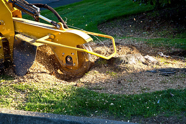 Best Hazardous Tree Removal  in Parkway, CA